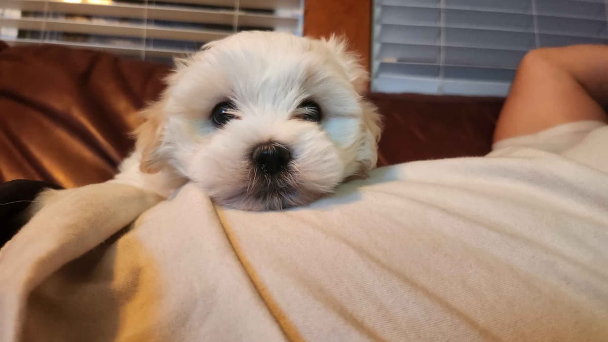 Coton de Tulear Female Puppies 🐾 breeder image 12