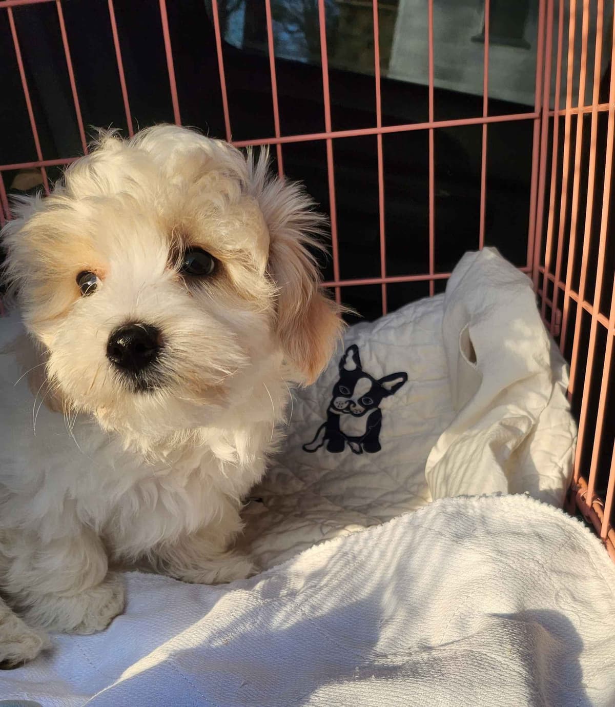 Coton de Tulear Female Puppies 🐾 breeder image 14