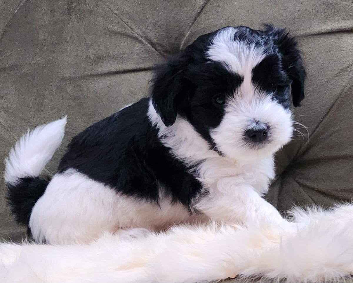 Coton de Tulear Female Puppies 🐾 breeder image 4