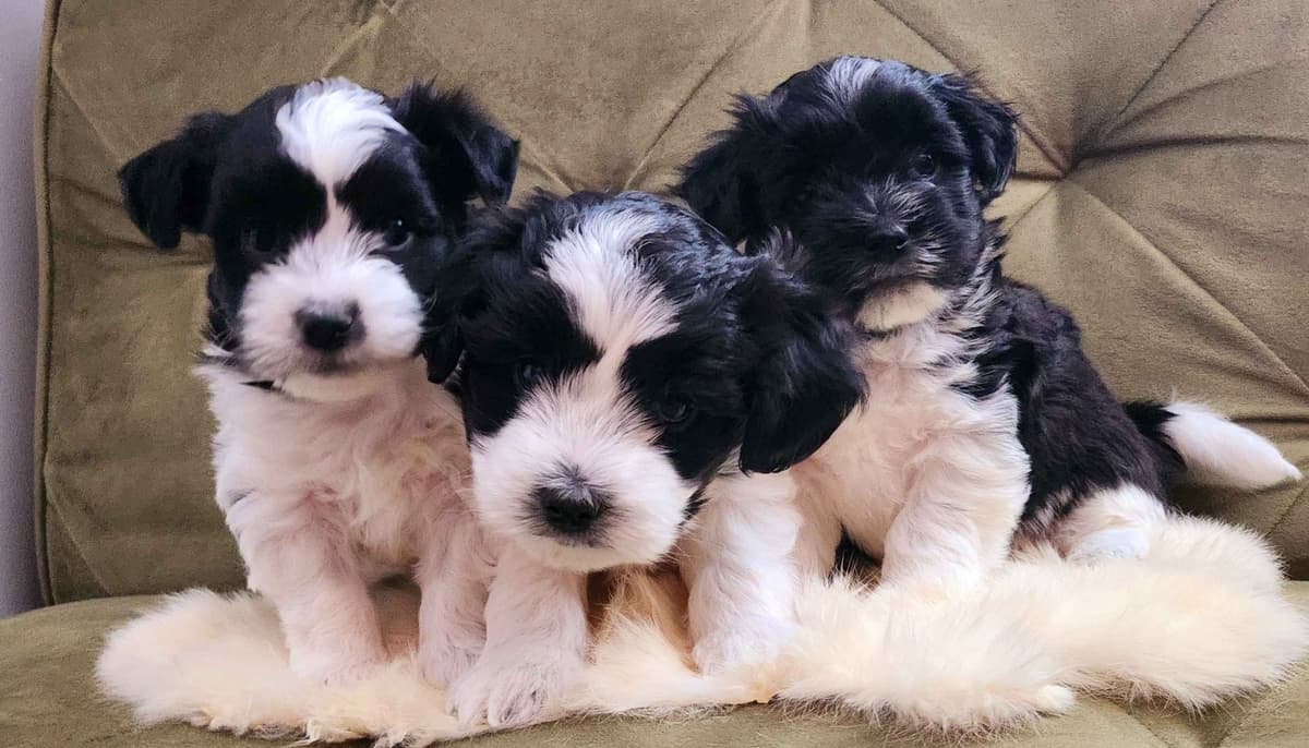 Coton de Tulear Female Puppies 🐾 breeder image 6