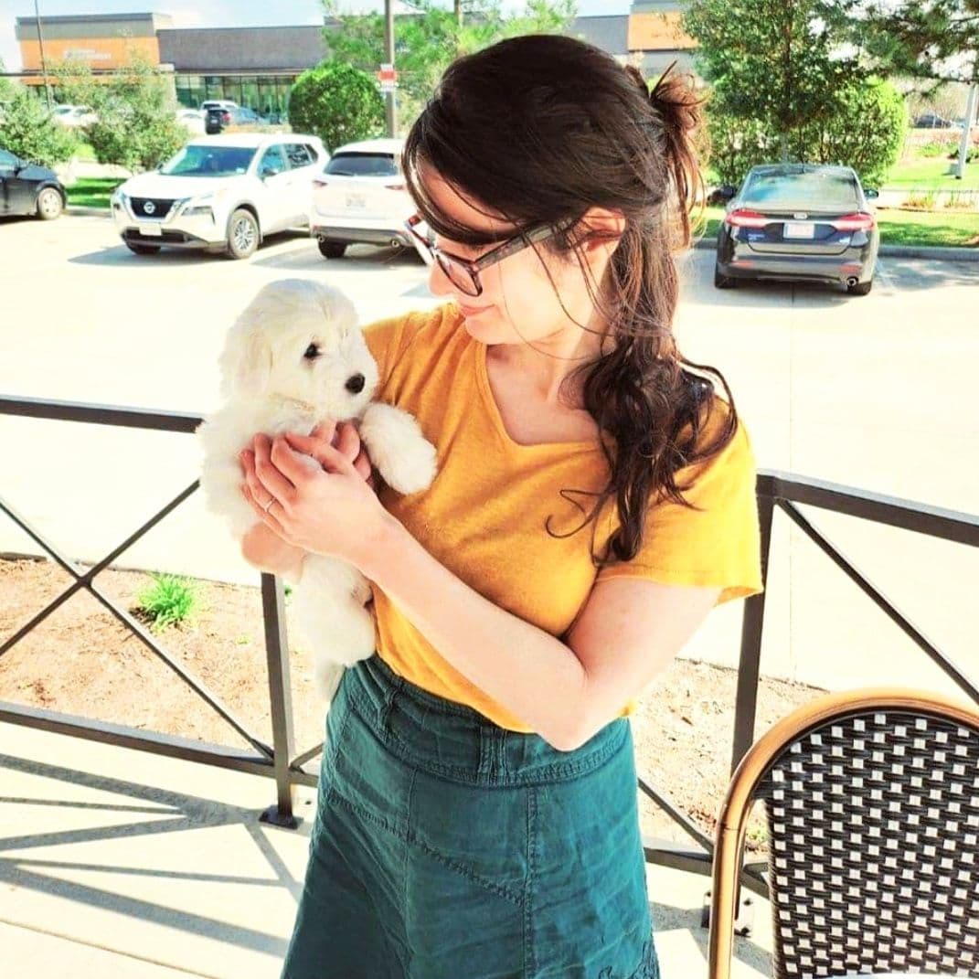 Coton de Tulear Female Puppies 🐾 breeder image 15