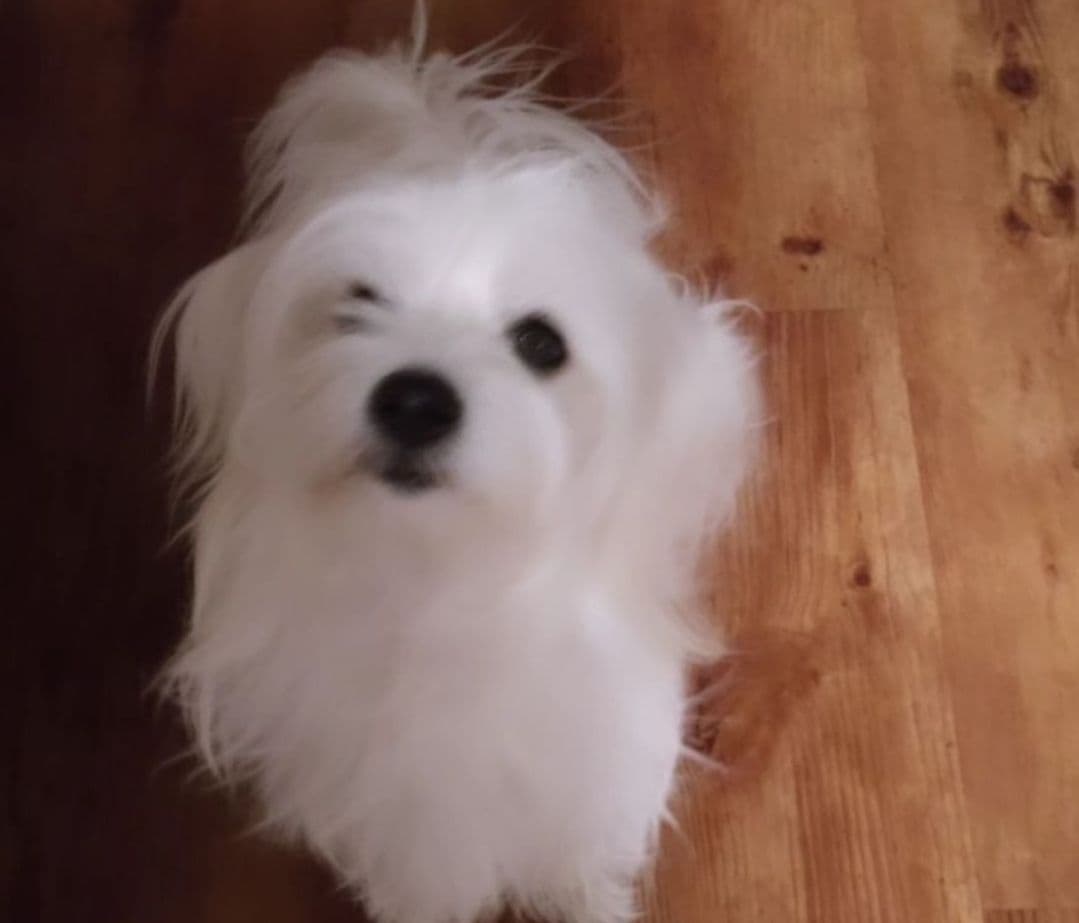 Coton de Tulear Female Puppies 🐾 breeder image 17