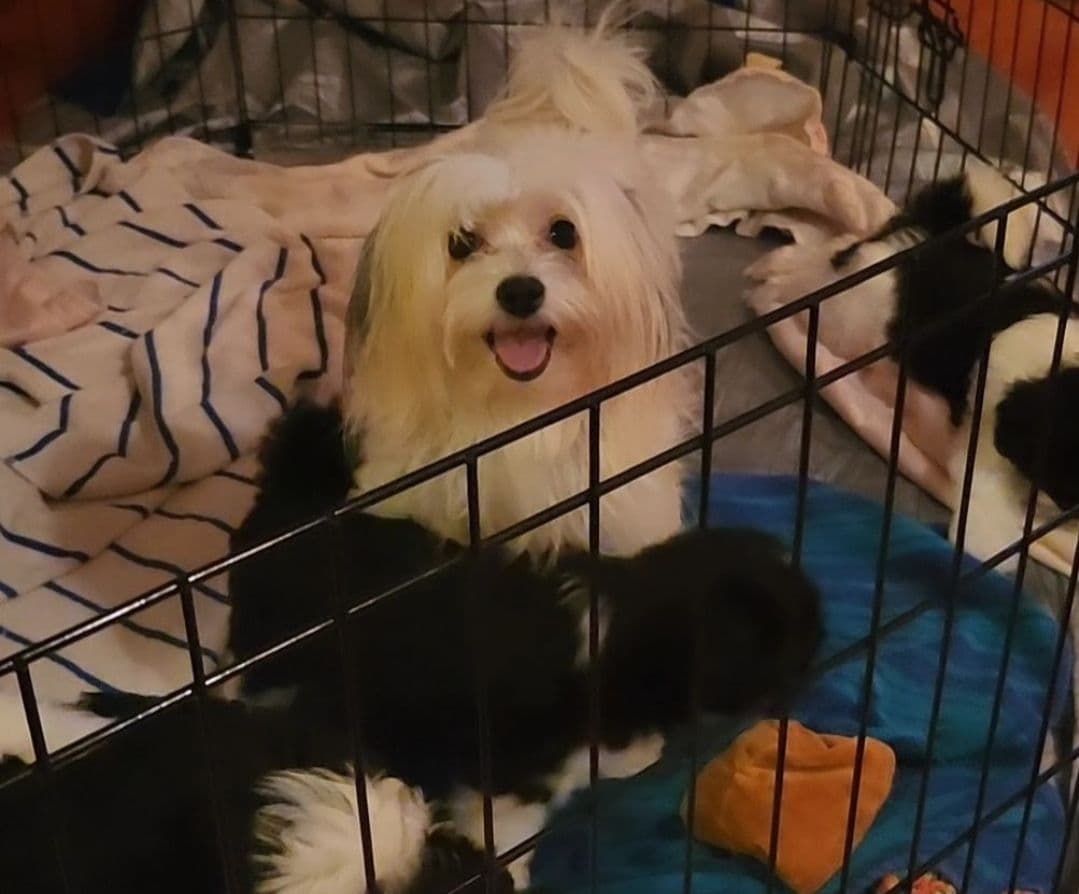 Coton de Tulear Female Puppies 🐾 breeder image 20
