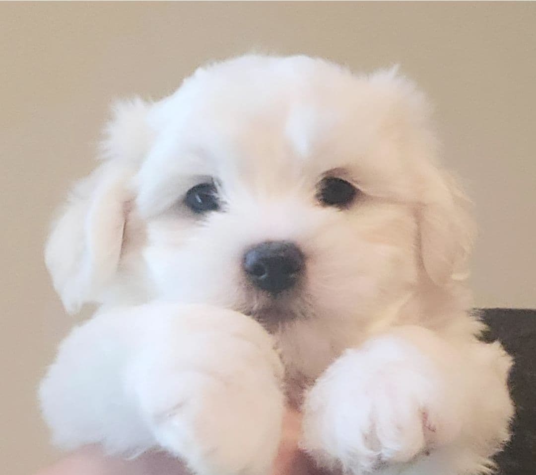 Coton de Tulear Female Puppies 🐾 breeder image 16