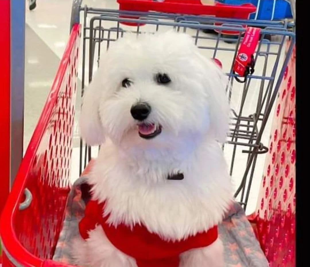 Coton de Tulear Female Puppies 🐾 breeder image 2