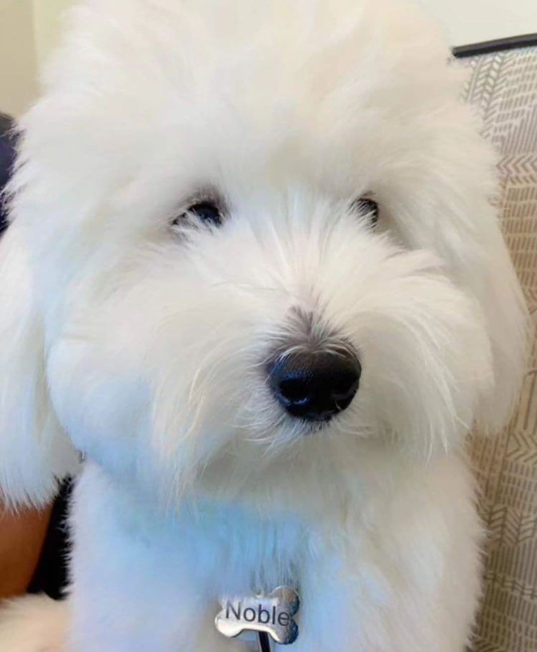 Coton de Tulear Female Puppies 🐾 breeder image 1