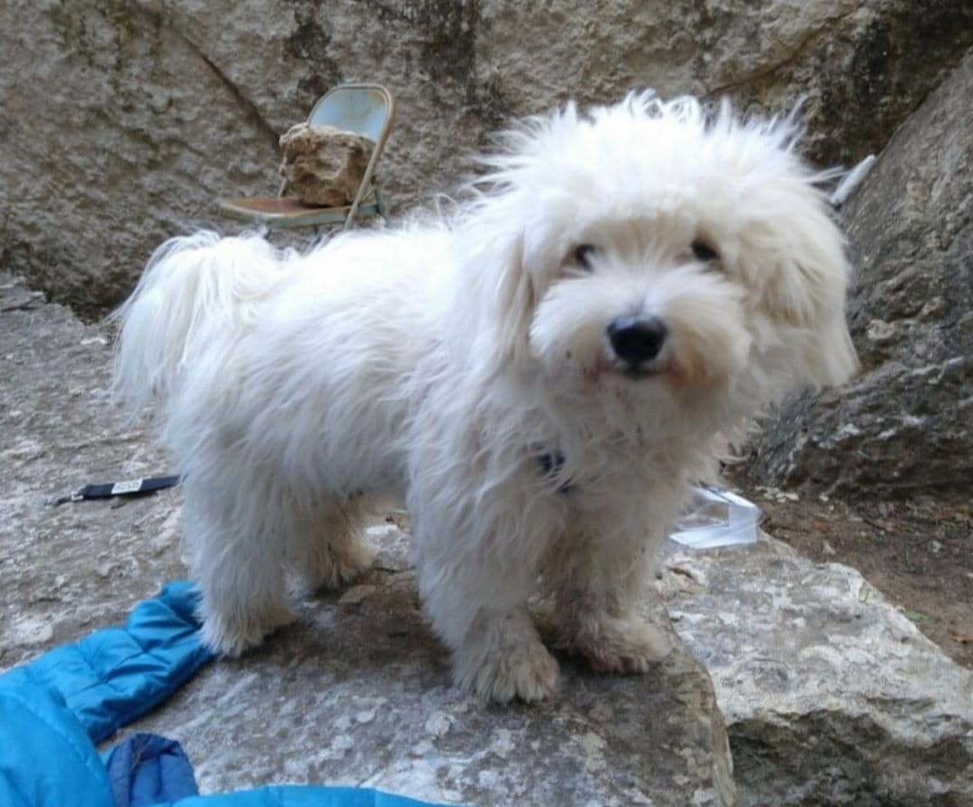 Coton de Tulear Female Puppies 🐾 breeder image 19