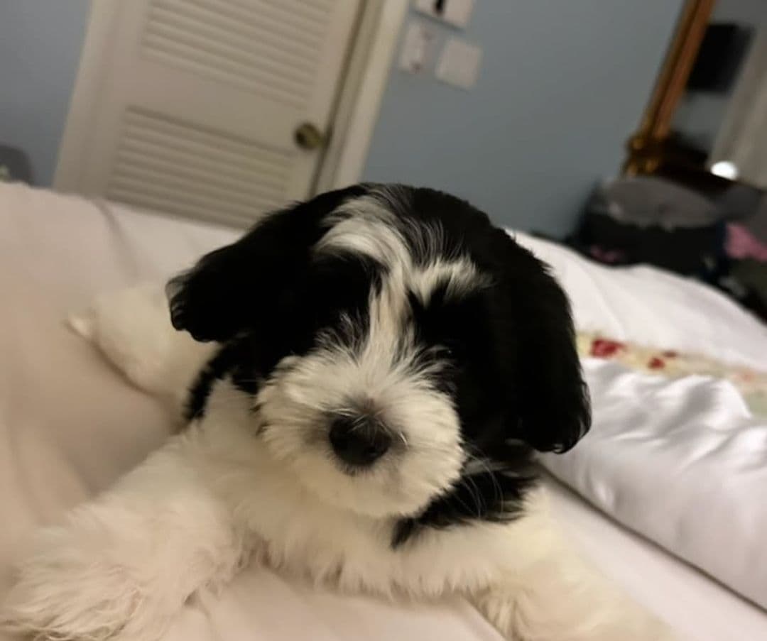 Coton de Tulear Female Puppies 🐾 breeder image 23