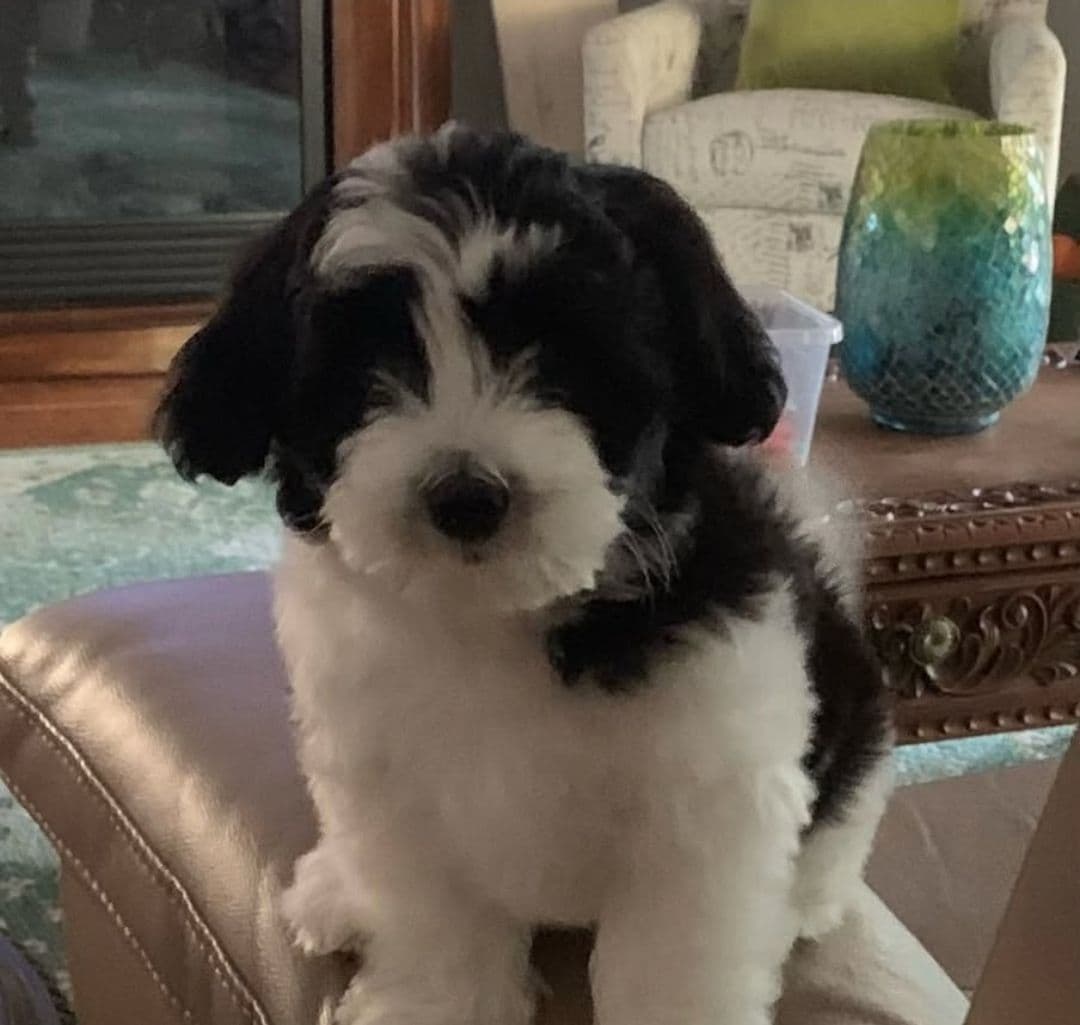 Coton de Tulear Female Puppies 🐾 breeder image 22