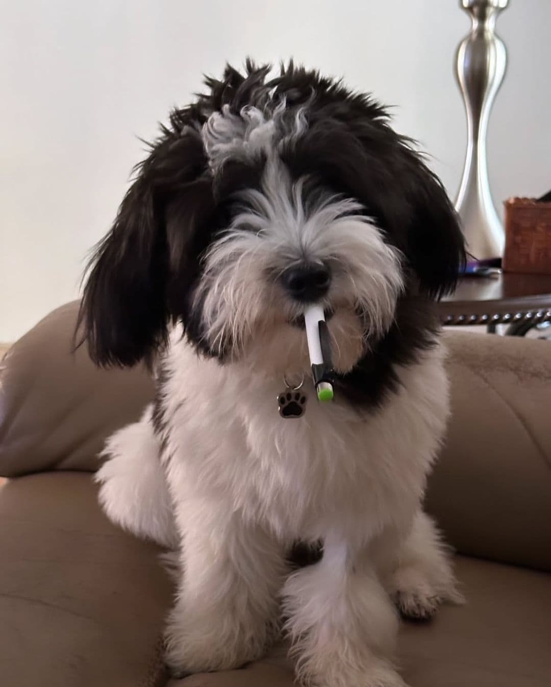 Coton de Tulear Female Puppies 🐾 breeder image 21