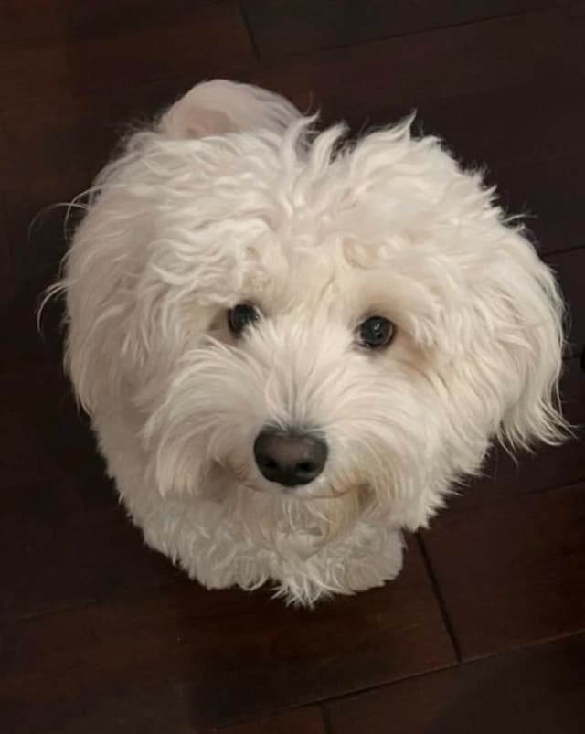 Coton de Tulear Puppy - Female! media 3