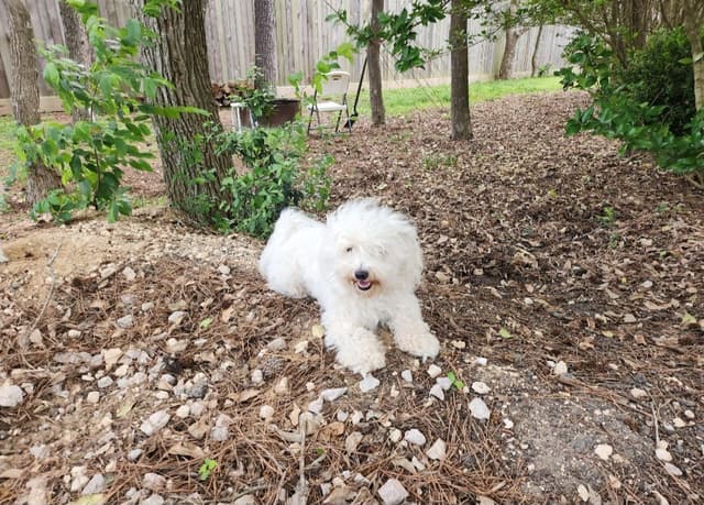 Coton de Tulear Puppy - Female! media 4