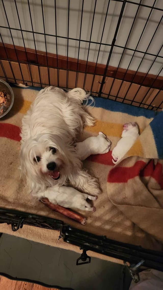 Coton de Tulear Puppy - Female! media 2