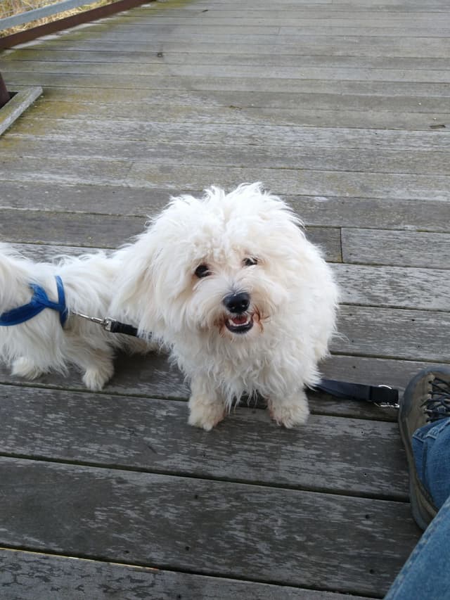 Coton de Tulear Female Puppies 🐾 media 8