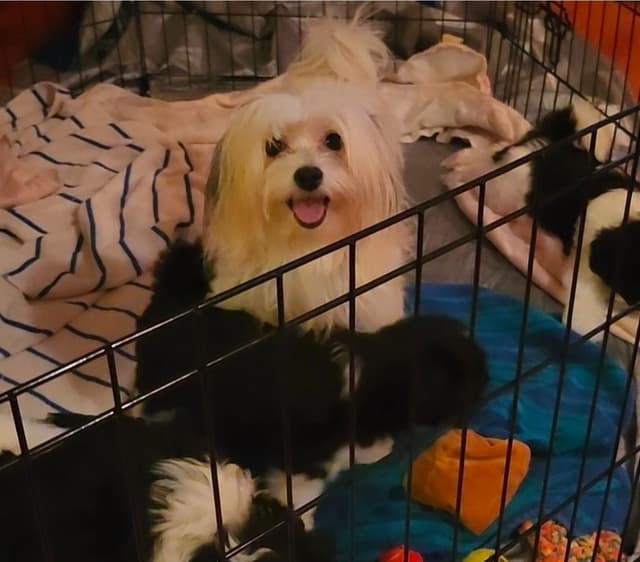 Coton de Tulear Female Puppies 🐾 media 7