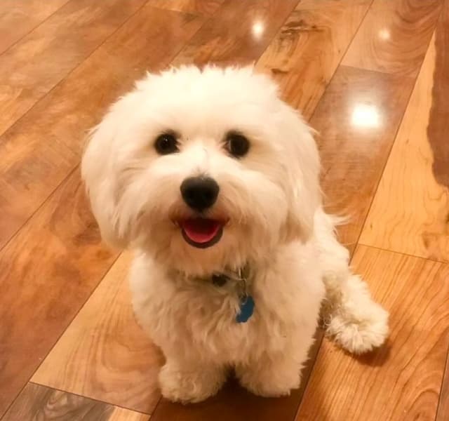 Coton de Tulear Puppy - Female! media 5