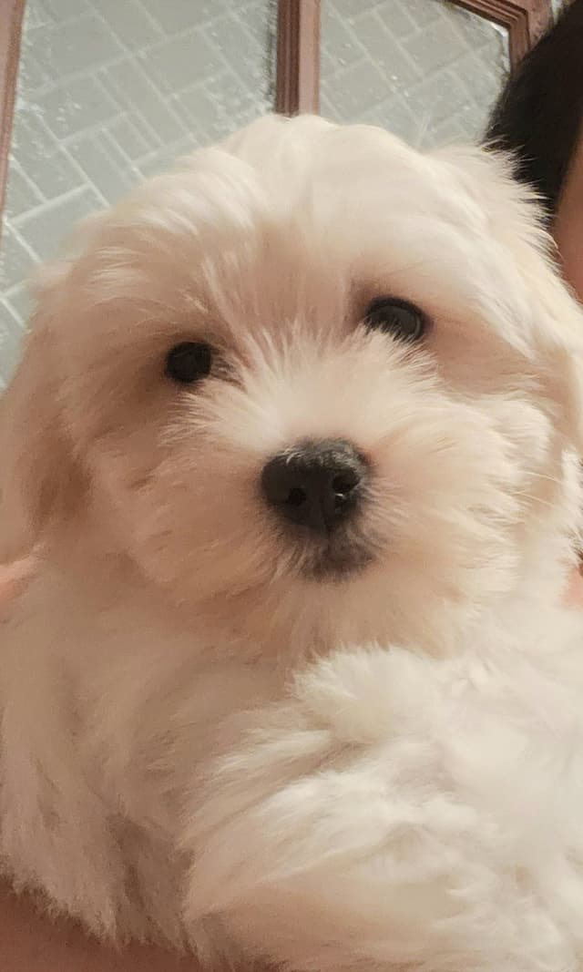 Coton de Tulear Female Puppies 🐾 media 2