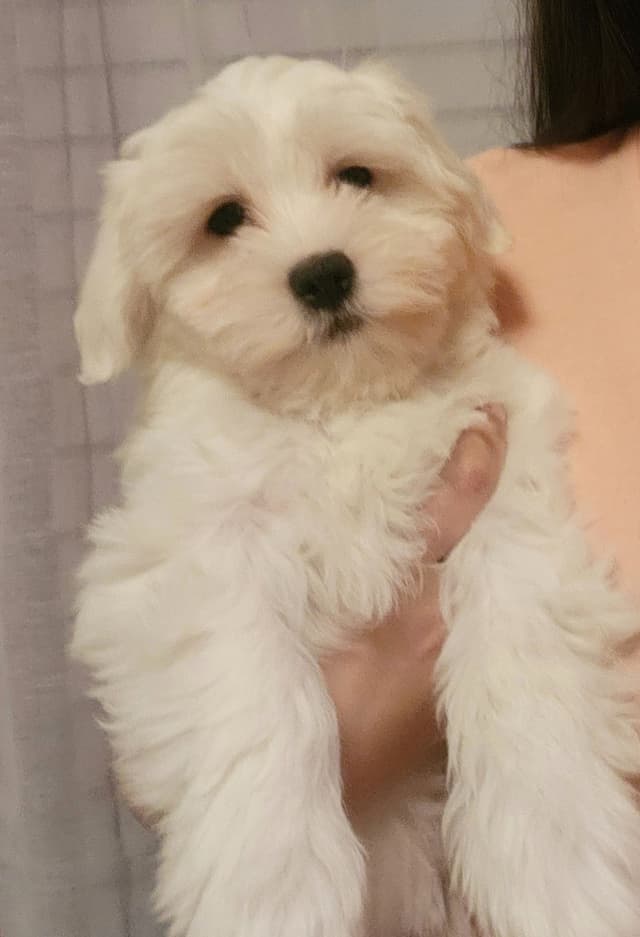 Coton de Tulear Female Puppies 🐾 media 3