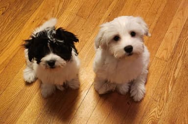 Black and White Coton de Tulear Female Puppy 🐾