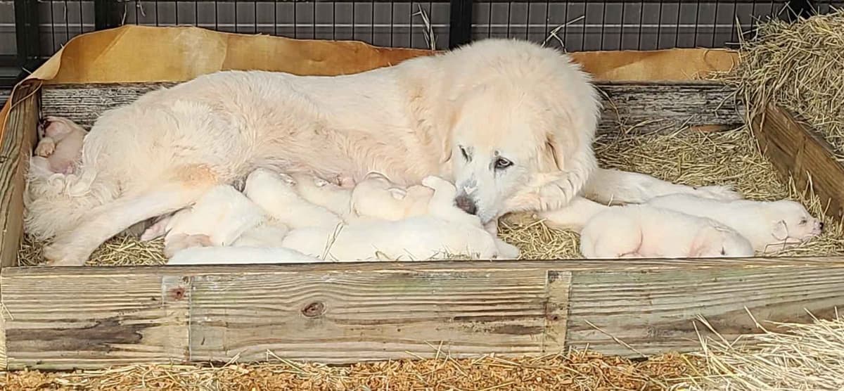 Great Pyrenees Puppies breeder image 2