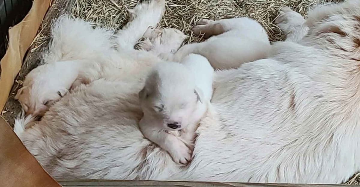 Great Pyrenees Puppies breeder image 3