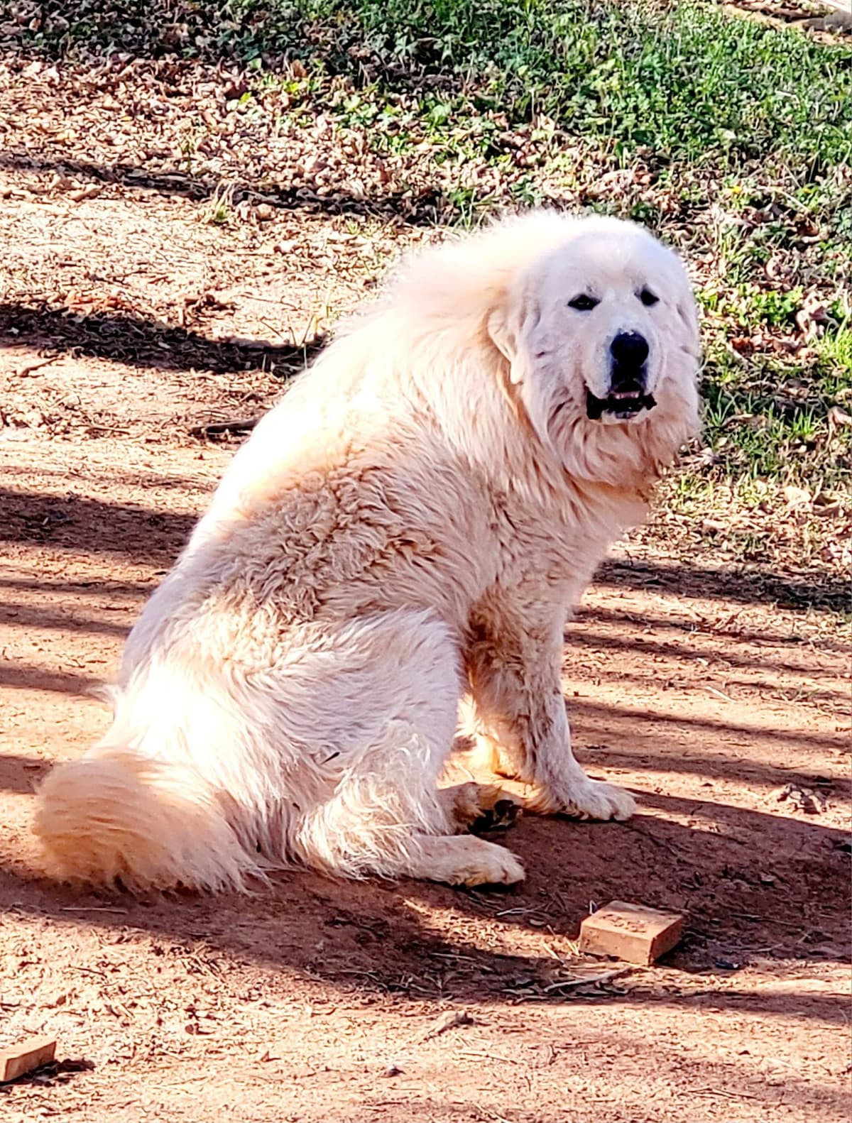 Great Pyrenees Puppies breeder image 4