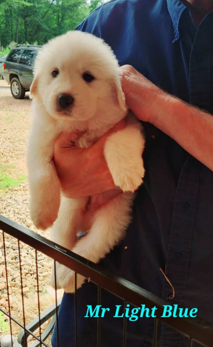 Great Pyrenees Puppies breeder image 6