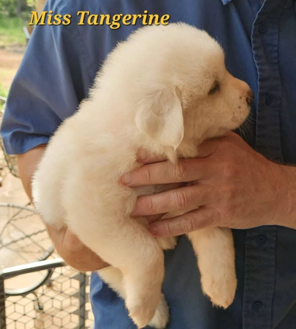 Great Pyrenees Puppies breeder image 7