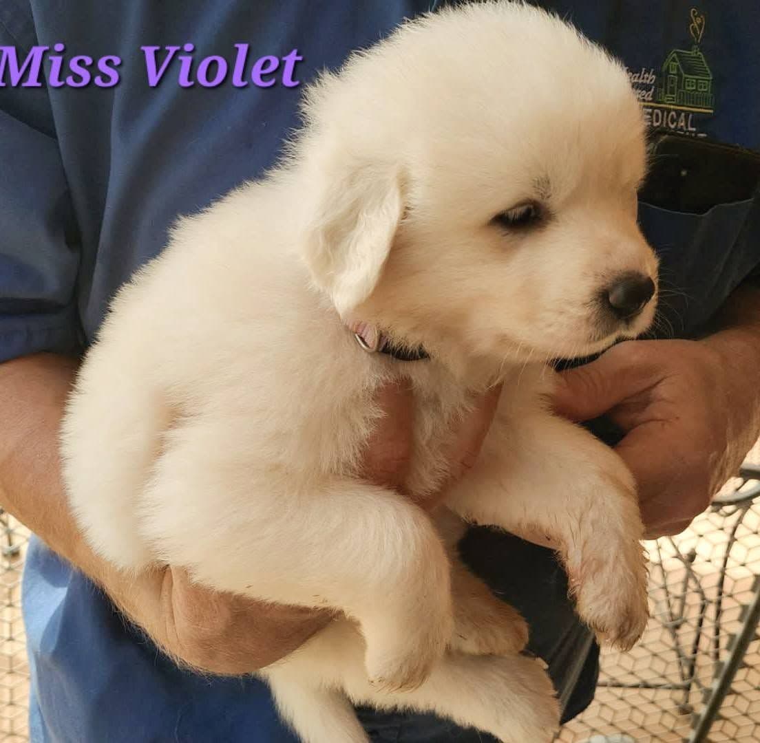 Great Pyrenees Puppies breeder image 9