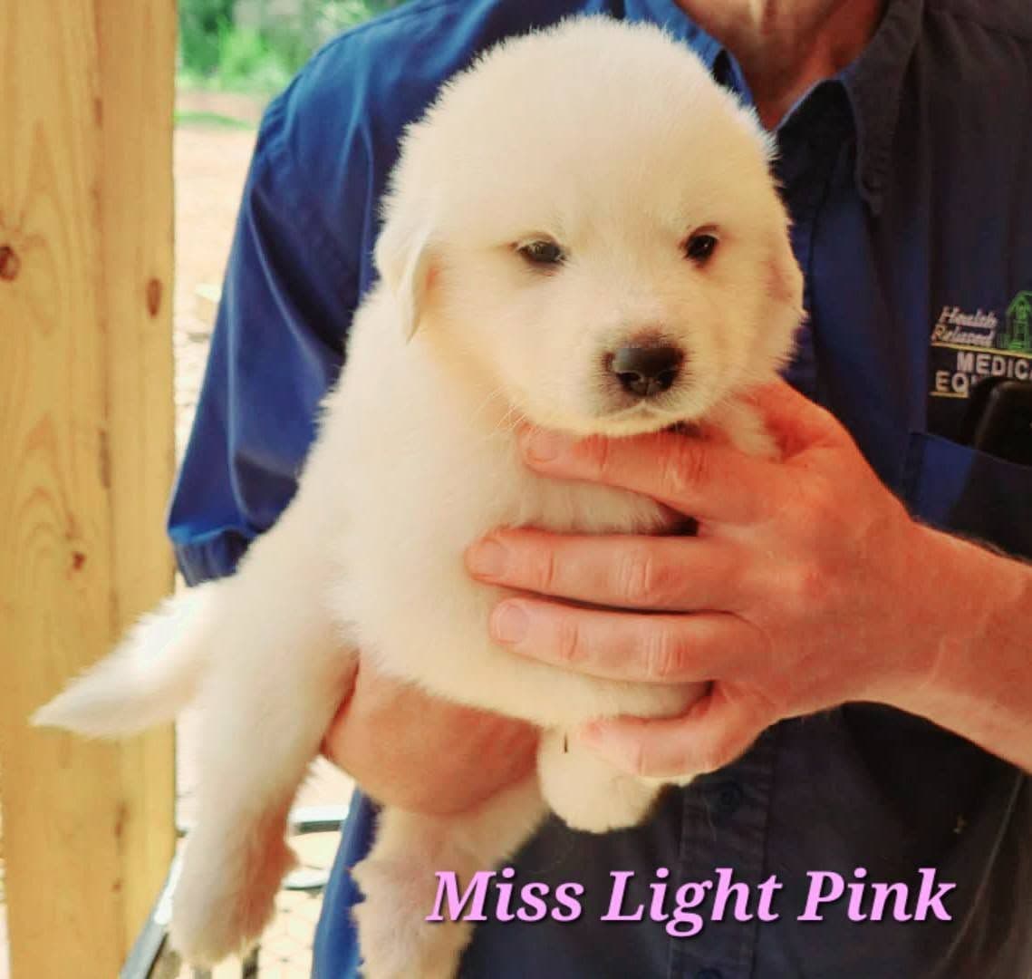 Great Pyrenees Puppies breeder image 10