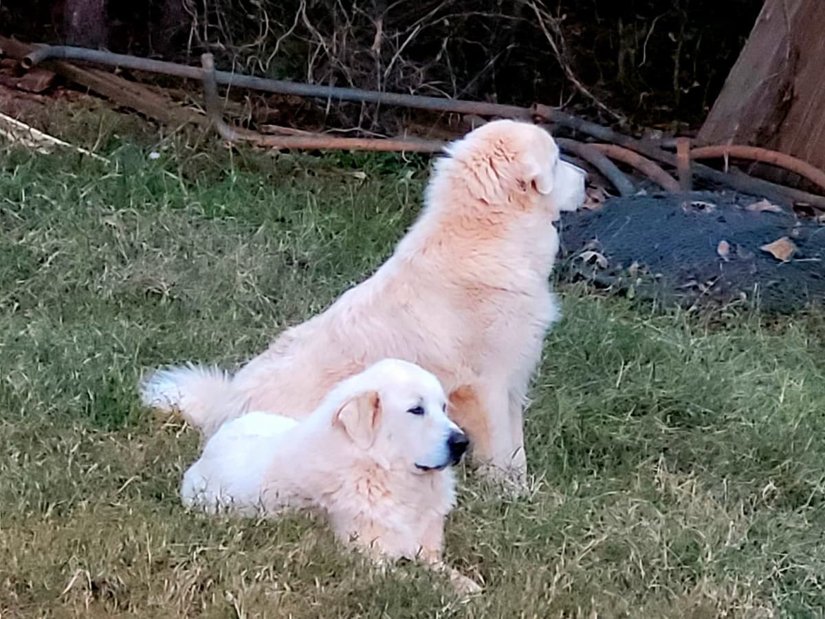 Great Pyrenees Puppies breeder image 12