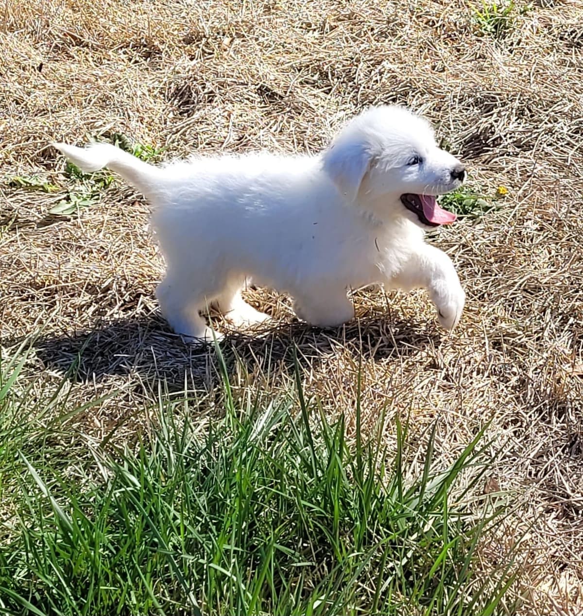 Great Pyrenees Puppies breeder image 13