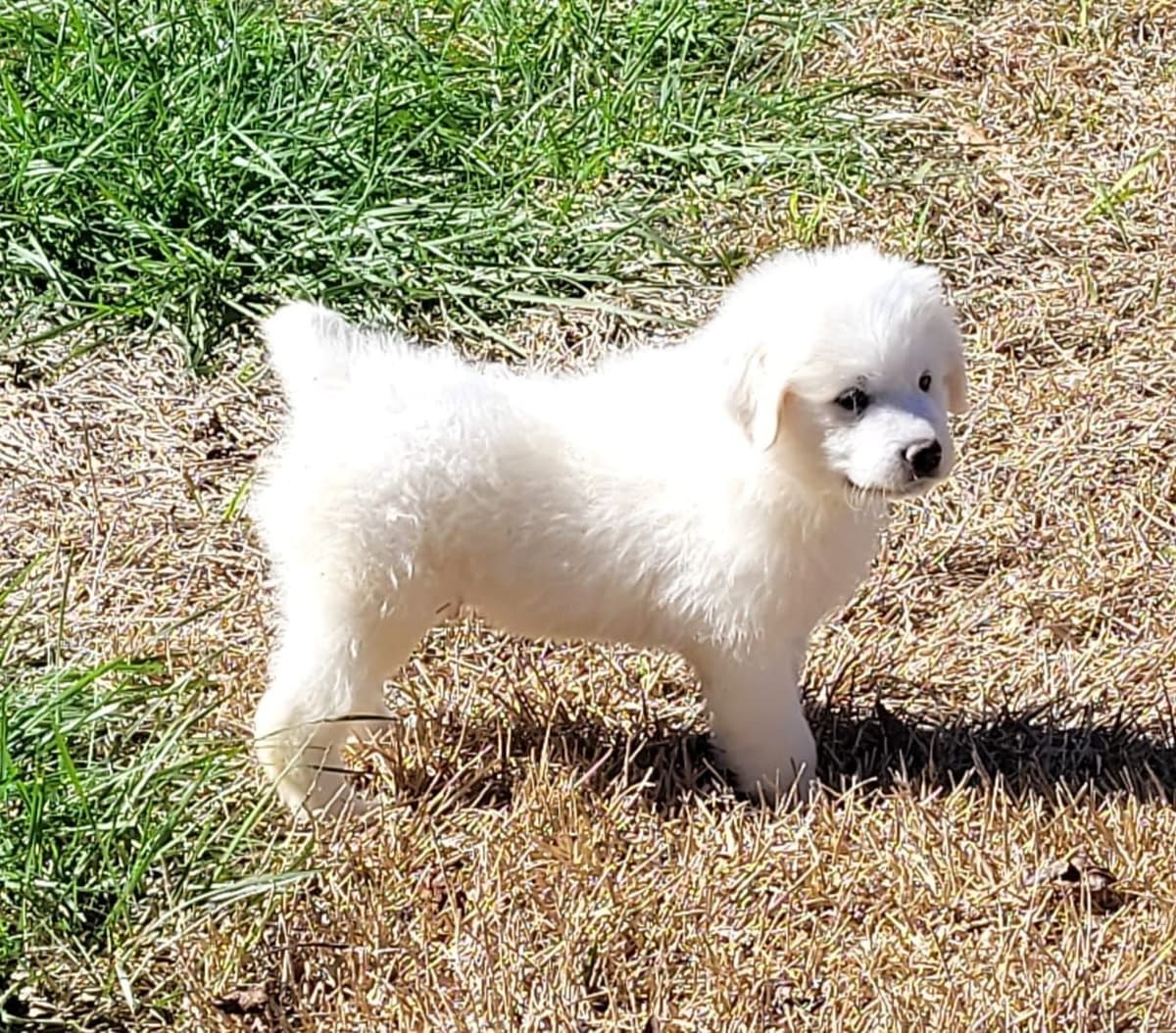 Great Pyrenees Puppies breeder image 14