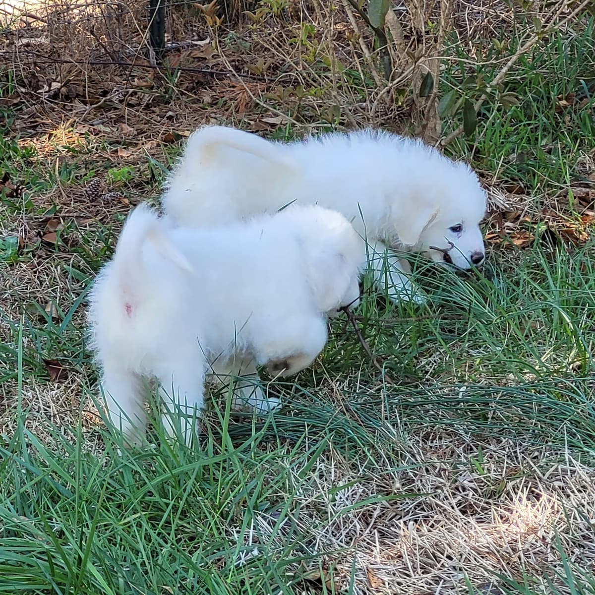 Great Pyrenees Puppies breeder image 15