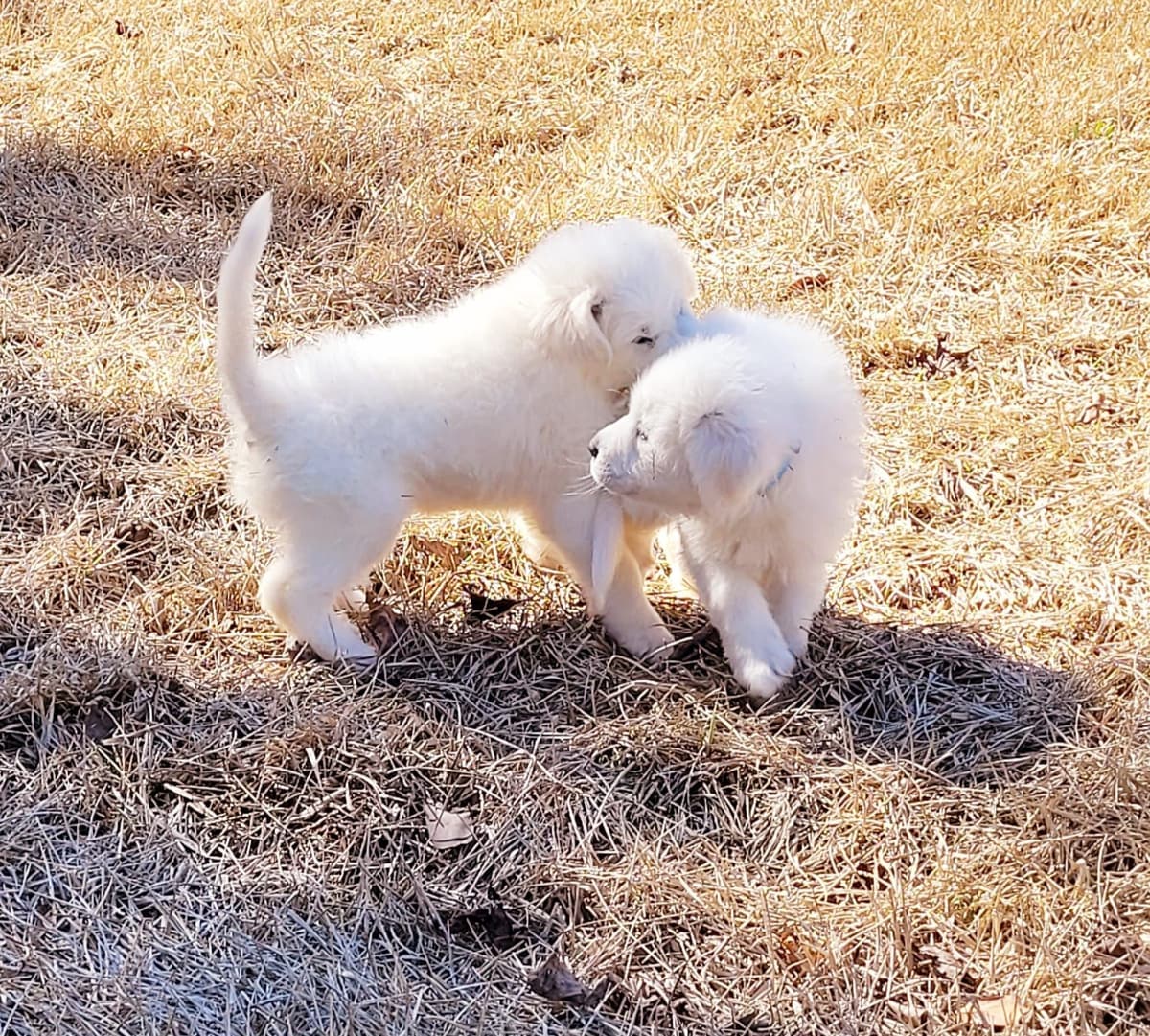 Great Pyrenees Puppies breeder image 16