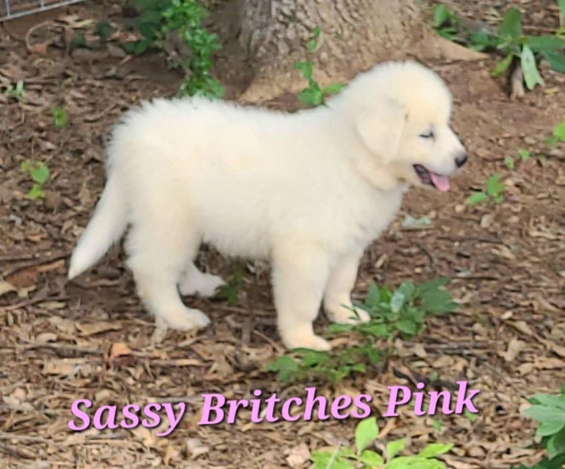 Great Pyrenees Puppies breeder image 17