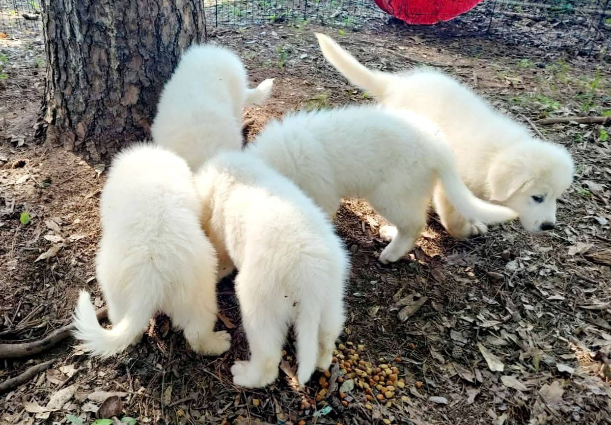 Great Pyrenees Puppies breeder image 19