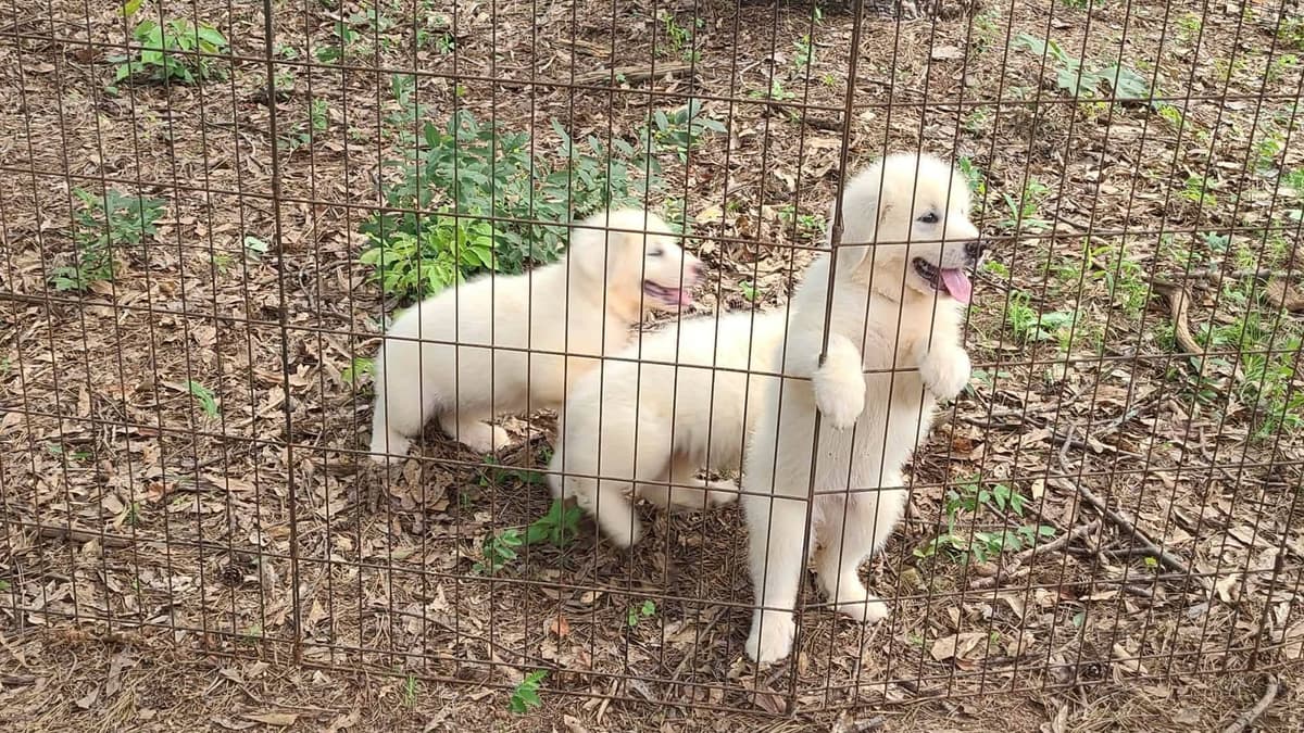 Great Pyrenees Puppies breeder image 20