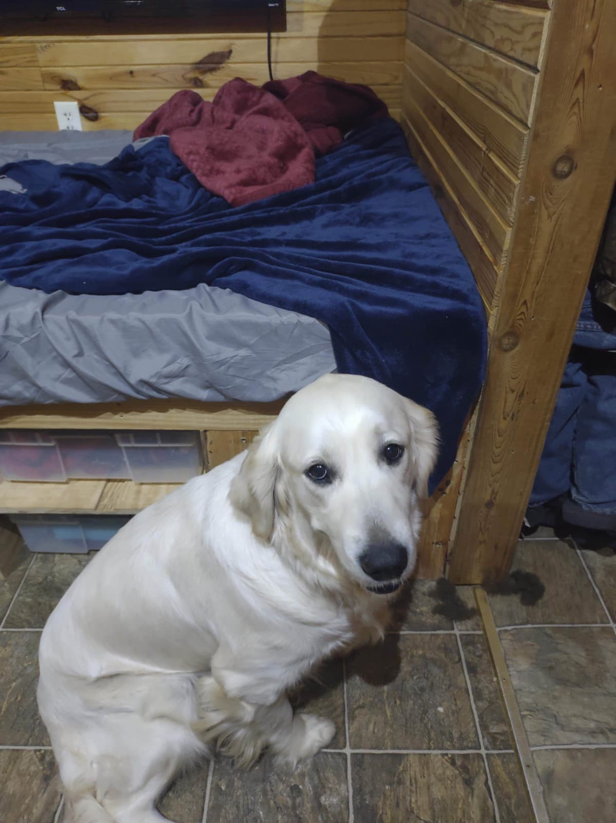English Cream Golden Retriever Puppies breeder image 2