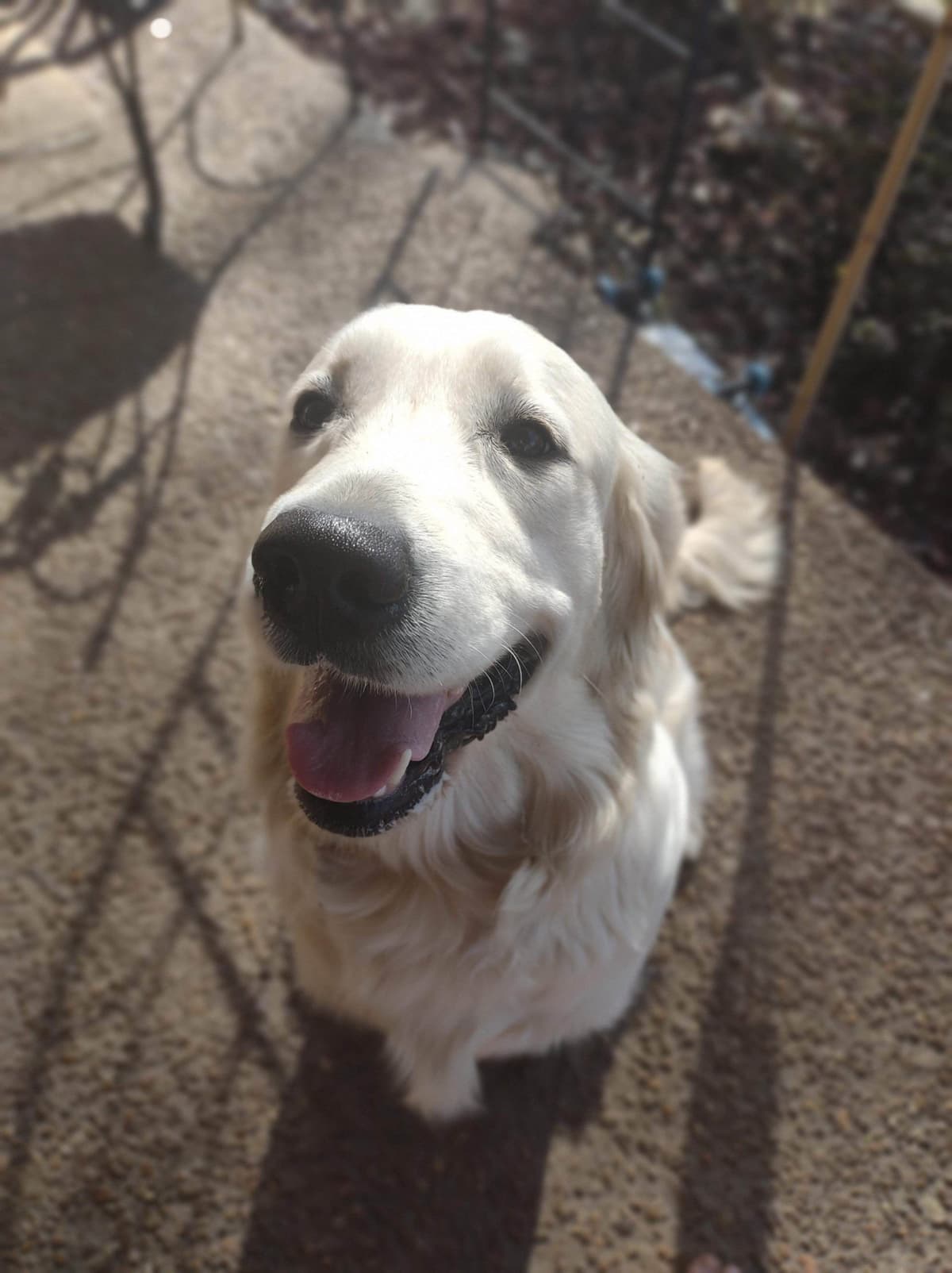 English Cream Golden Retriever Puppies breeder image 4