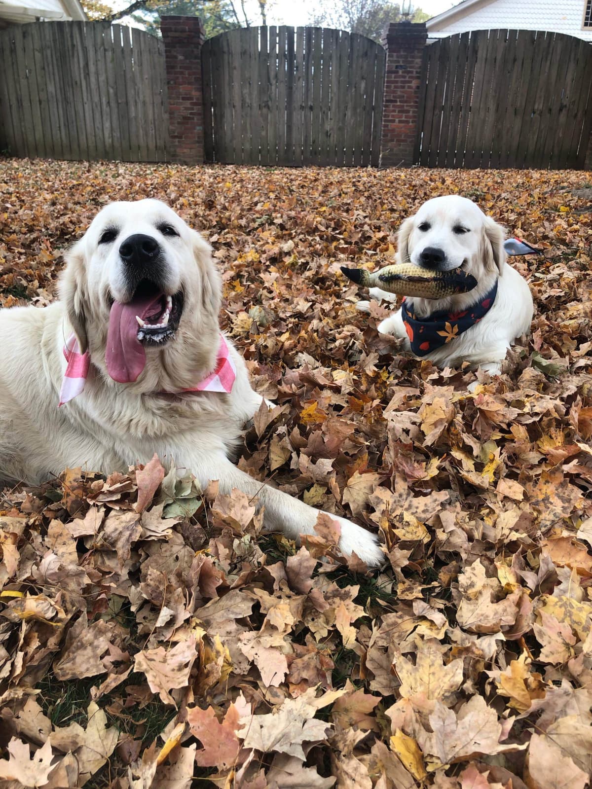 English Cream Golden Retriever Puppies breeder image 1