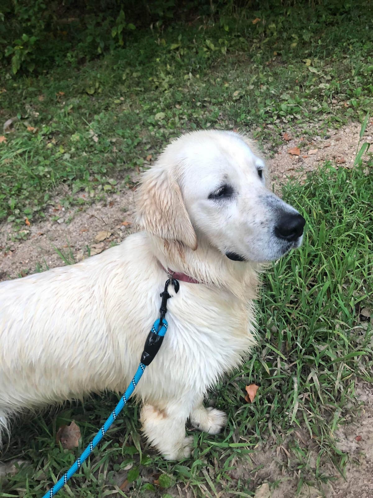 English Cream Golden Retriever Puppies breeder image 11