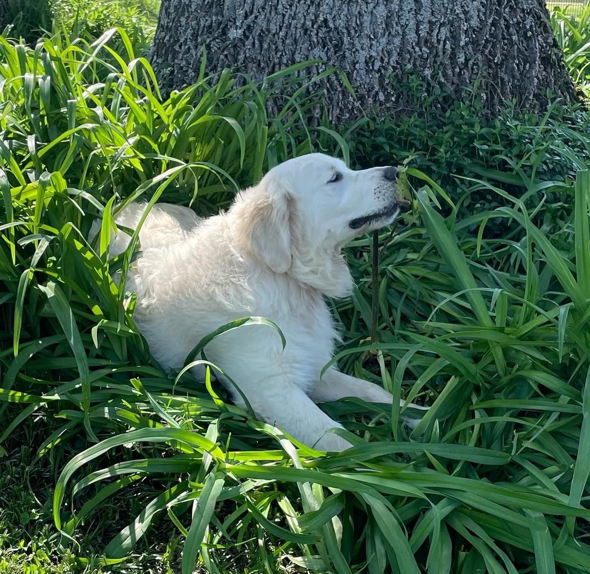 English Cream Golden Retriever Puppies breeder image 13