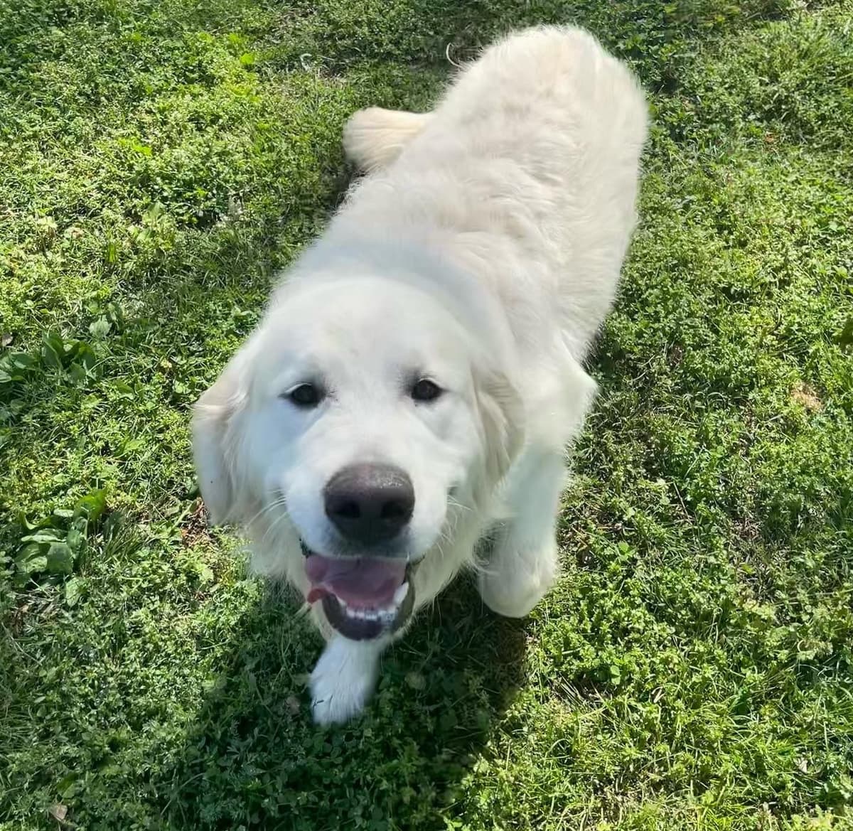English Cream Golden Retriever Puppies breeder image 14