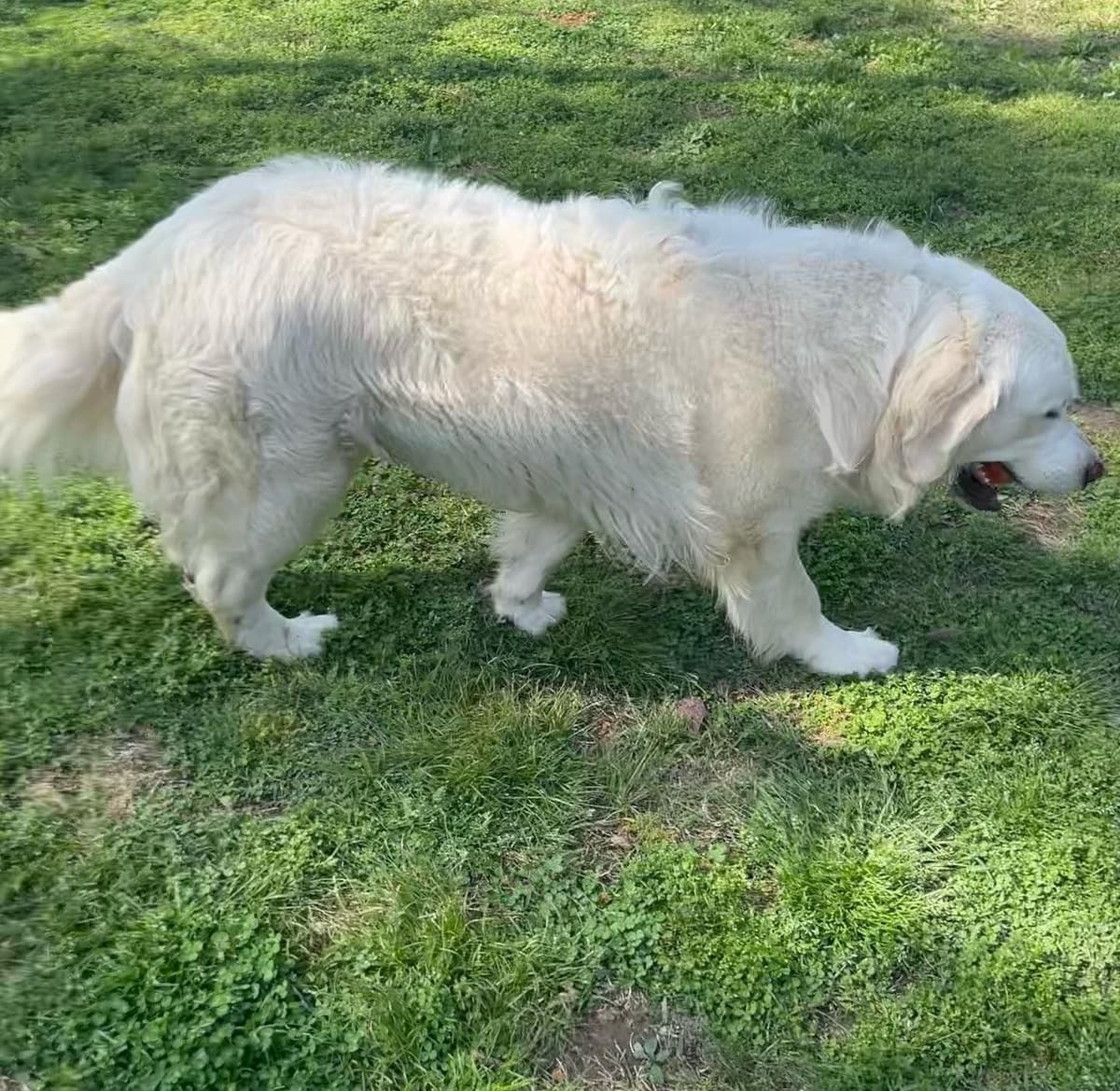 English Cream Golden Retriever Puppies breeder image 16