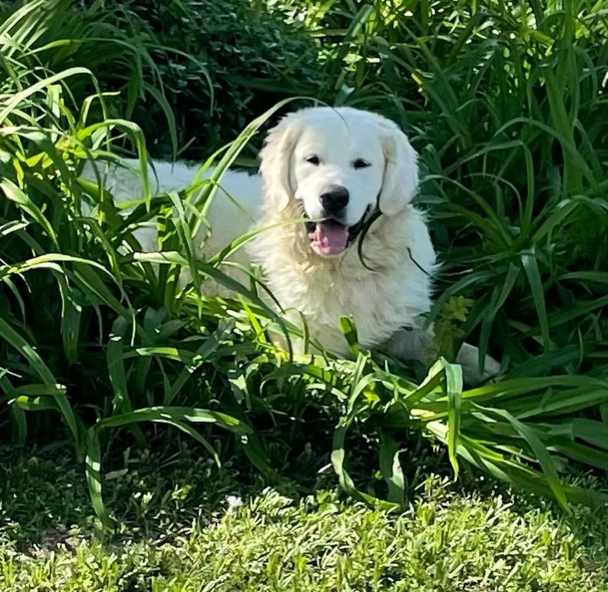 English Cream Golden Retriever Puppies breeder image 17