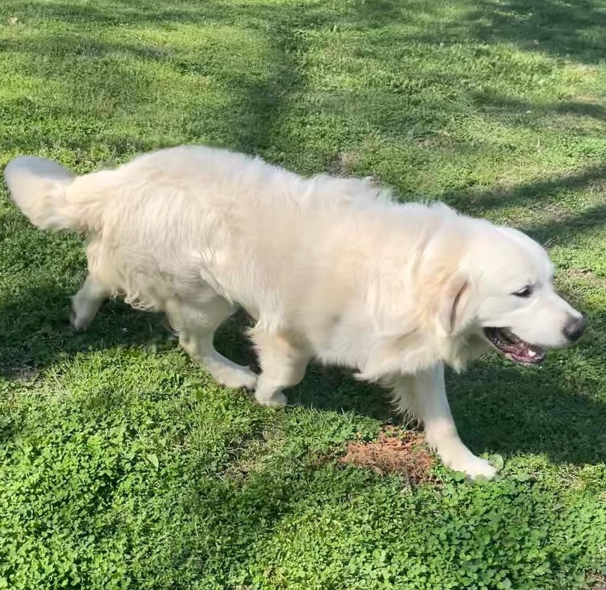 English Cream Golden Retriever Puppies breeder image 18