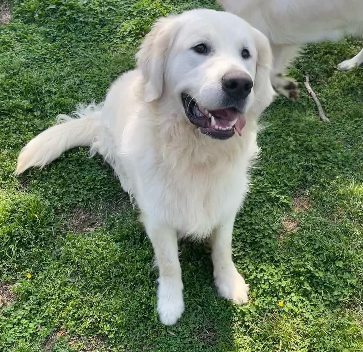 English Cream Golden Retriever Puppies breeder image 19