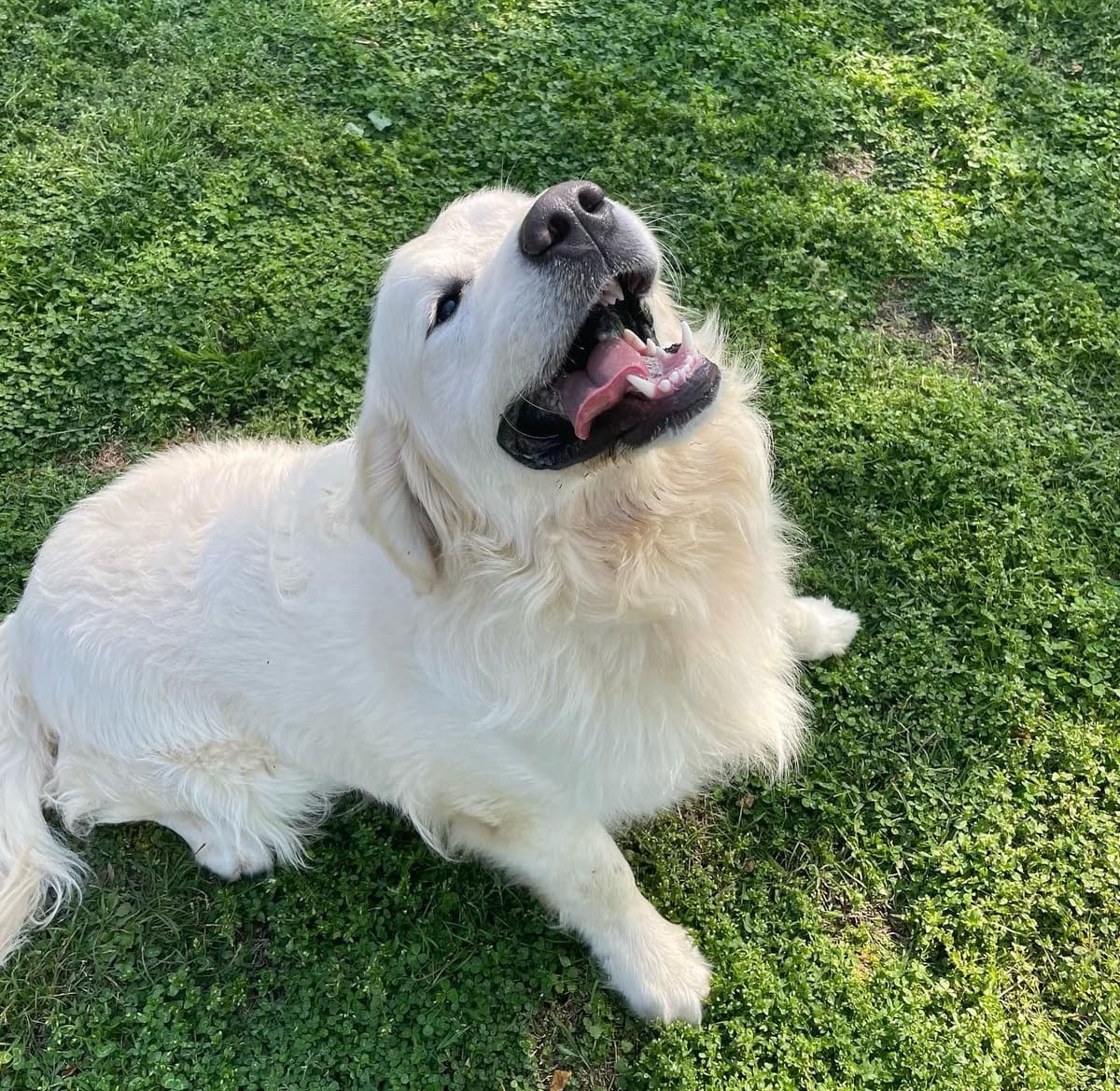 English Cream Golden Retriever Puppies breeder image 22