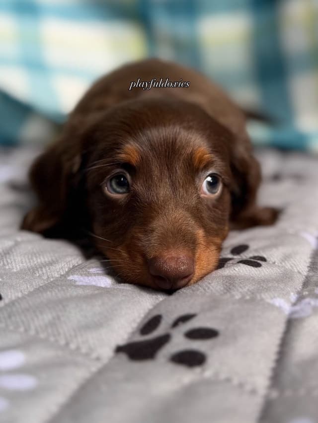 Ready Today. Chocolate and Tan Dachshund Puppies media 2